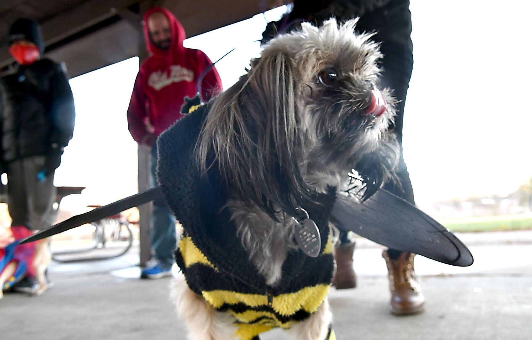 Pet costume contest 2